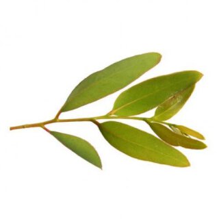 Eukalyptus (Cineol 85%) - 5ml