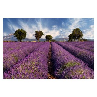 Lavendel fein - 5ml