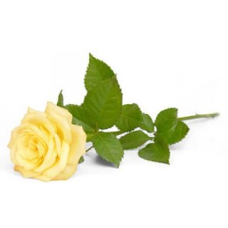 Rose absolue / Damaszener Rose - 1ml