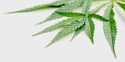 Kavatza, Tabaktaschen